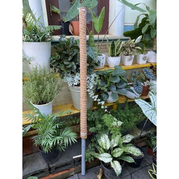 Trụ cây dây leo sơ dừa. lõi gỗ, sợi cotton 65-130cm
