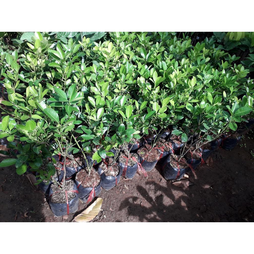 CÂY QUẤT GIỐNG.