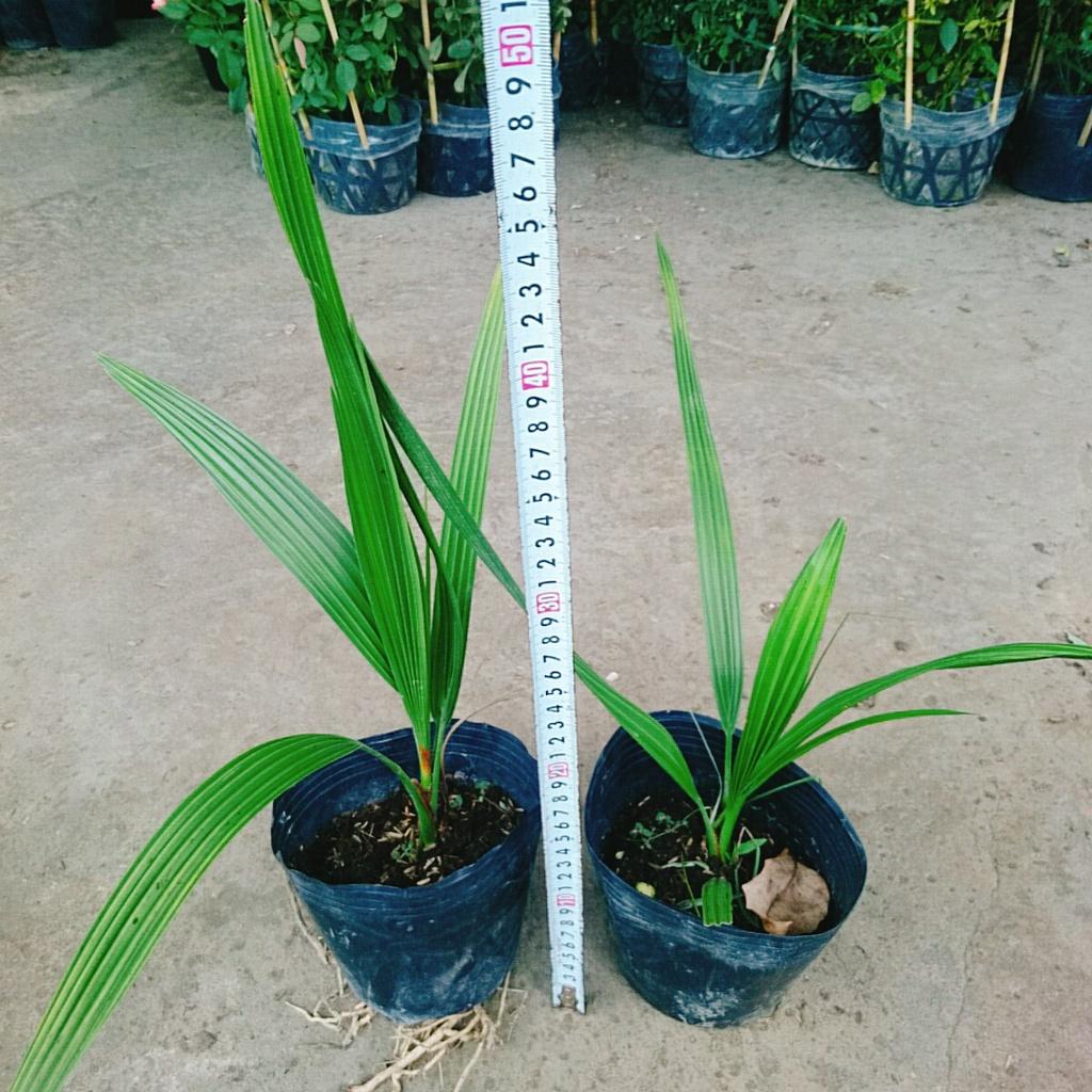 Cây Chà Là Trung Đông + tặng phân bón cho cây mau lớn