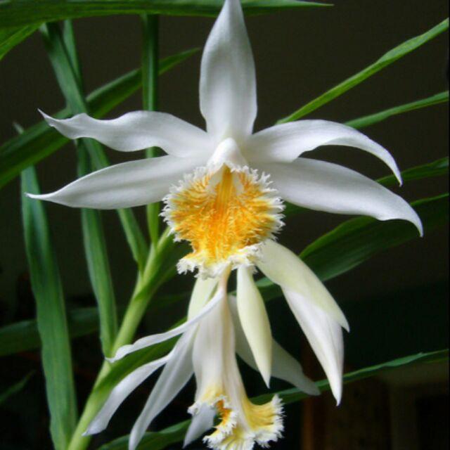 Địa lan bạch hạc thunia rừng tây bắc