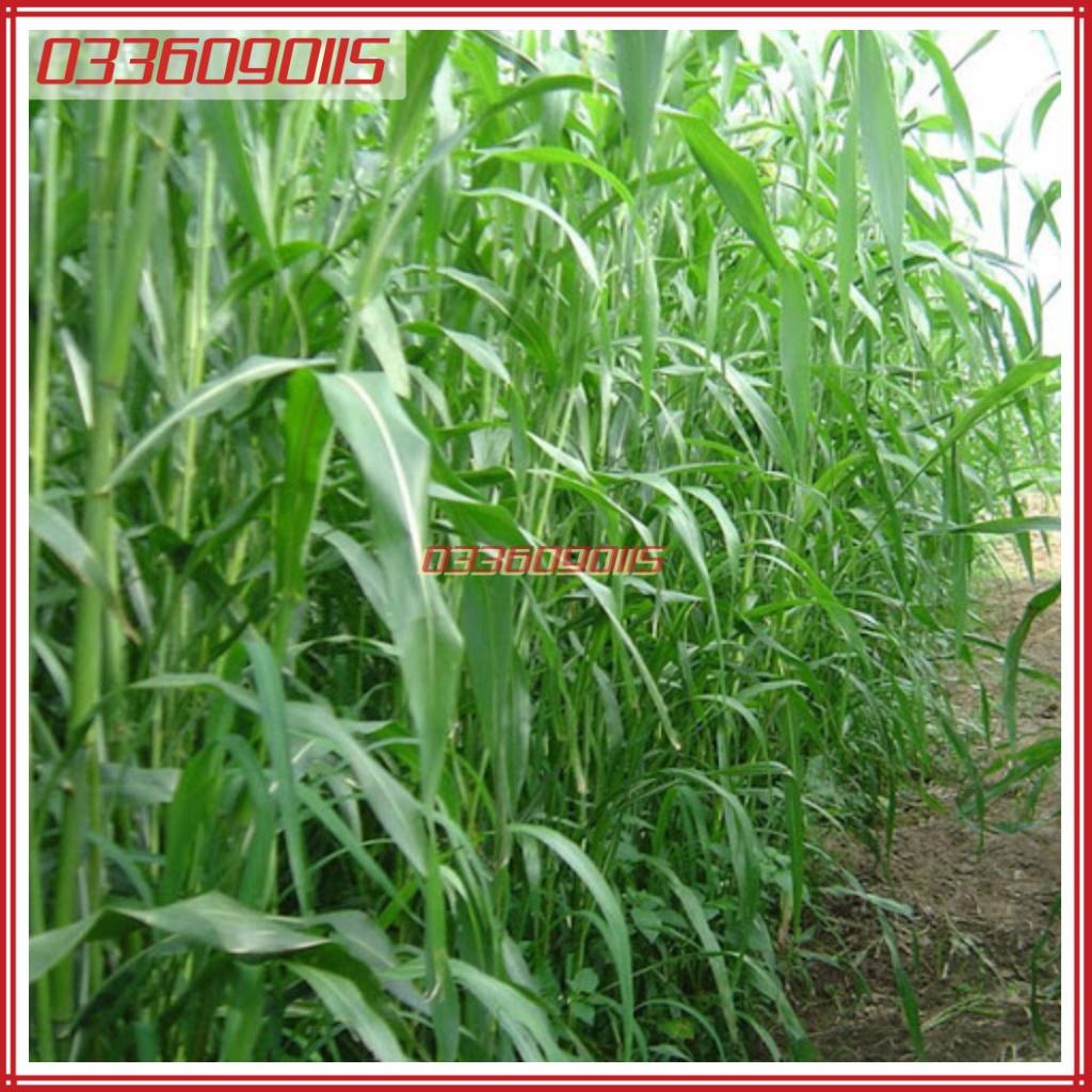 1kg Hạt giống cỏ Latte, hạt giống cỏ Sudan lai cao sản giàu dinh dưỡng - Hạt giống cỏ chăn nuôi loại 1