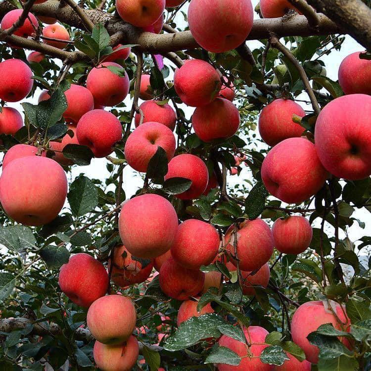 CÂY GIỐNG TÁO ĐỎ