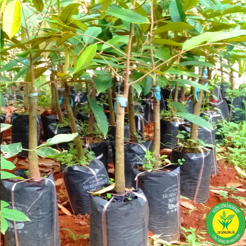 Cây giống sầu riêng ri6
