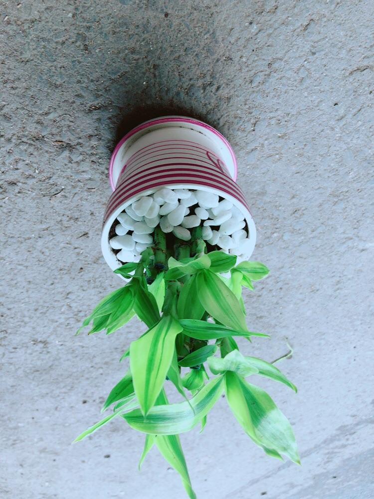 Chậu Cây Trúc Phát Tài