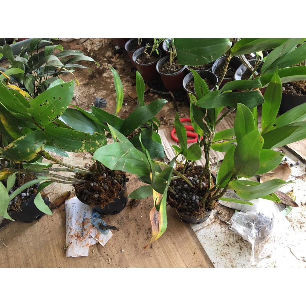 CHẬU LAN KIỀU VÀNG MỠ GÀ ,DÒNG LAN THỦY TIÊN - CHẬU TRỒNG THUẦN SIÊU ĐẸP + Tặng 01 cây dâu da đất