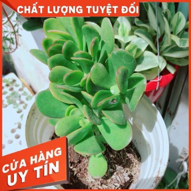 Ngọc Bích Viền Đỏ