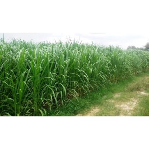 Hạt giống cỏ Sudan Super BMR - Cỏ Ngô CT235 - Gói 100gram