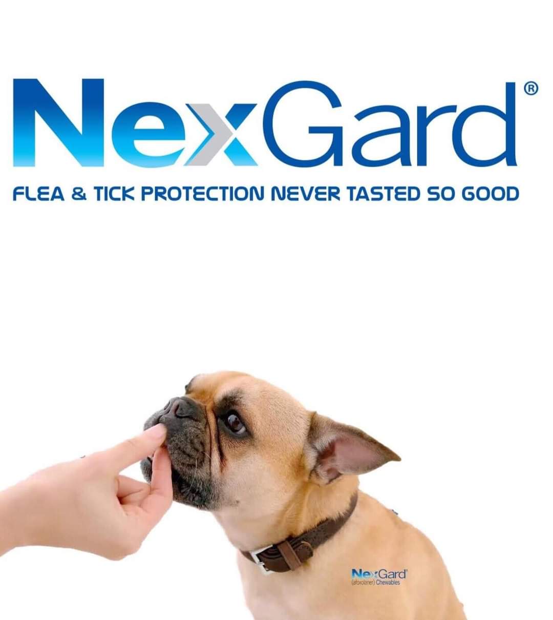 1 hộp NexGard trị ghẻ, viêm da, ve rận (chó từ 2 - 4kg, hộp 6 viên)