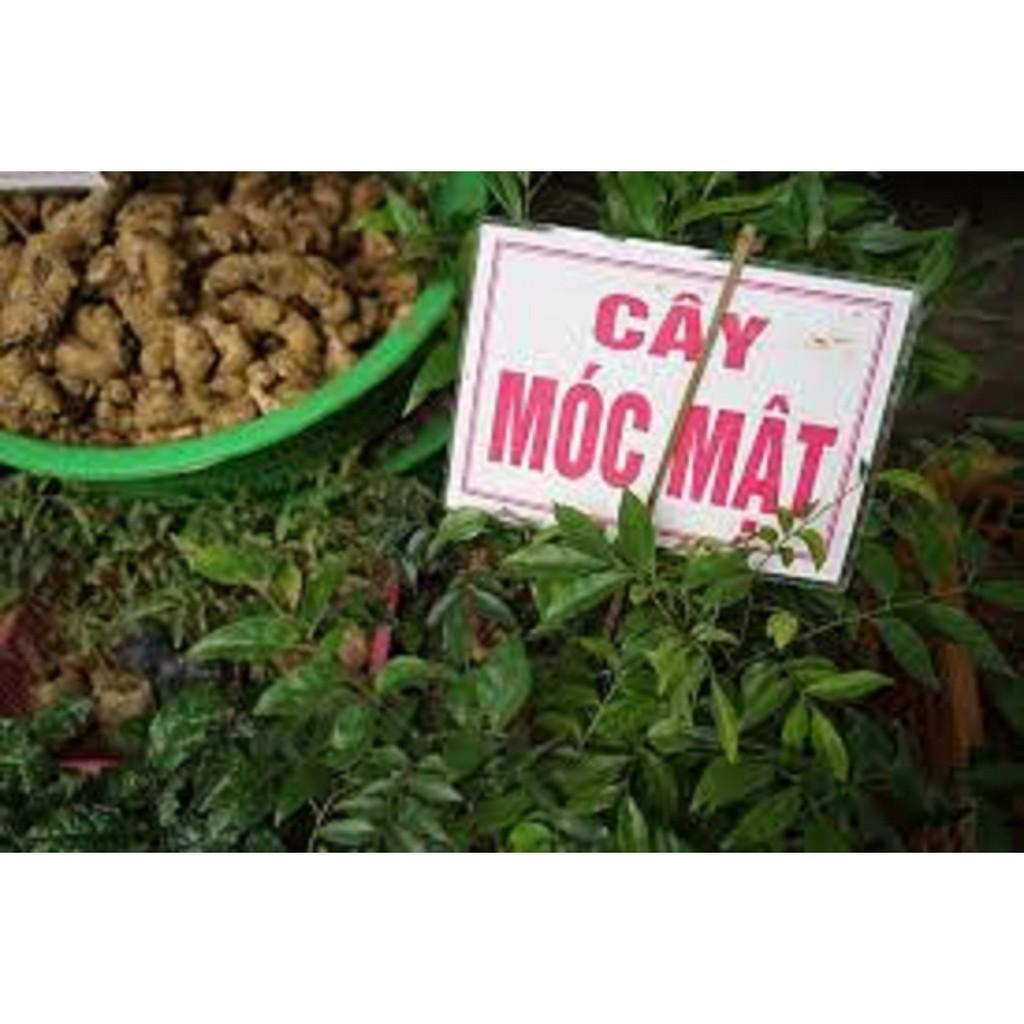COMBO 2 CÂY GIỐNG MÓC MẬT - CÂY LÀM GIA VỊ CỦA VÙNG NÚI
