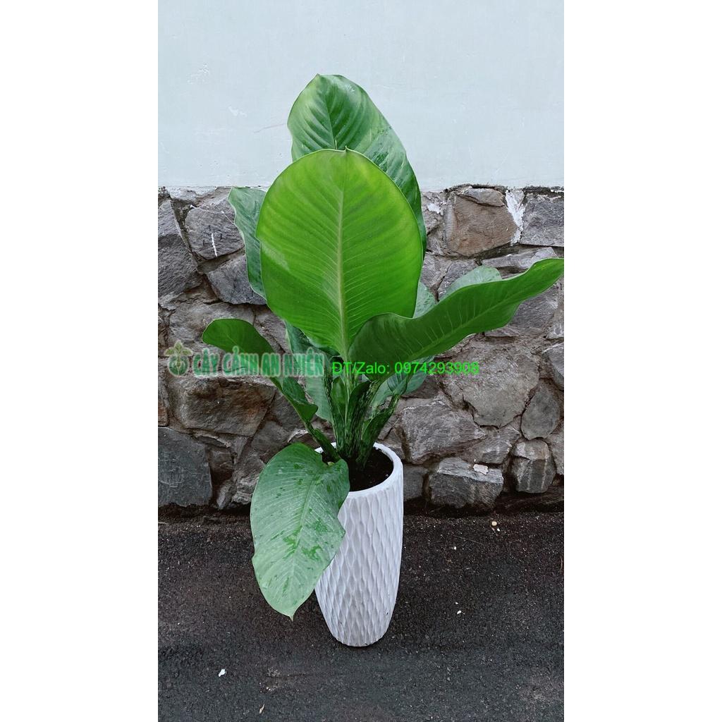 Chậu Cây Đại Phú Gia