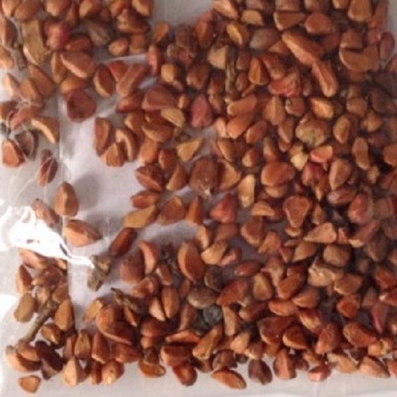 Bộ 3 gói hạt giống hoa hồng hà lan mix màu,hạt giống chất lượng cao-1 gói 20 hạt