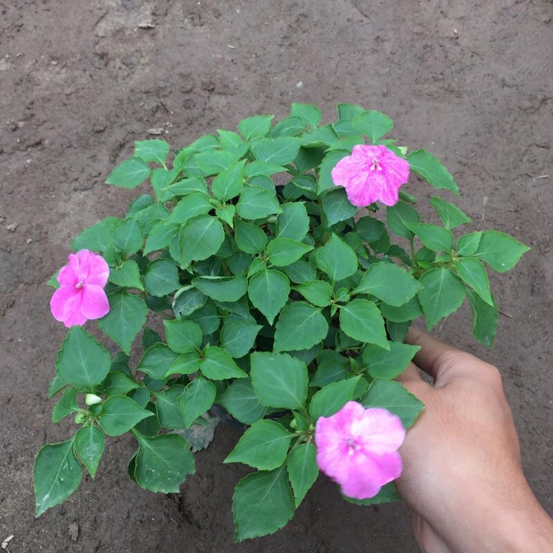 Cây ngọc thảo đơn trồng bịch đen cao 10-15cm đã có hoa và nụ như hình