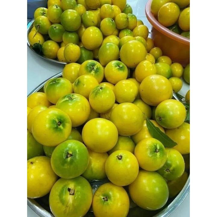 Cây giống Vú Sữa Hoàng Kim - Trái To màu vàng cực kì thơm ngon