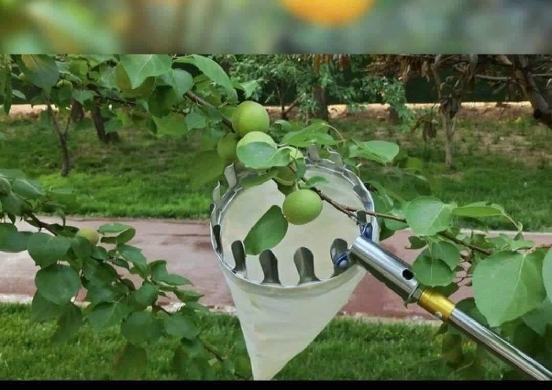 Đầu vợt hái trái cây