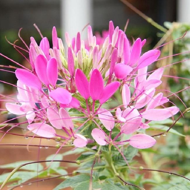 Combo 3 gói hạt giống hoa trồng ngắn ngày+bộ 20 viên nén ươm hạt kích thích hạt nảy mầm