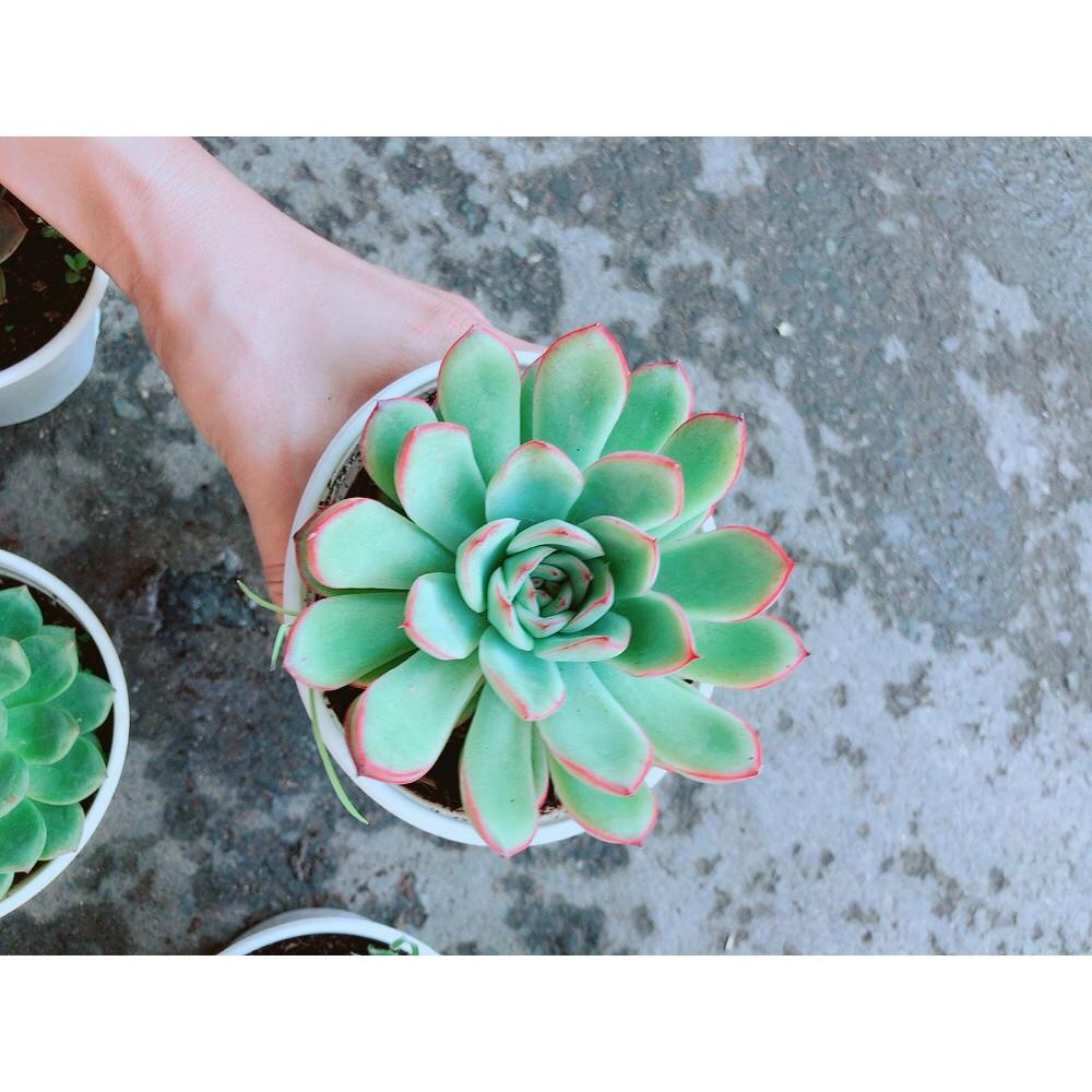 Sen Đá Viền Hồng