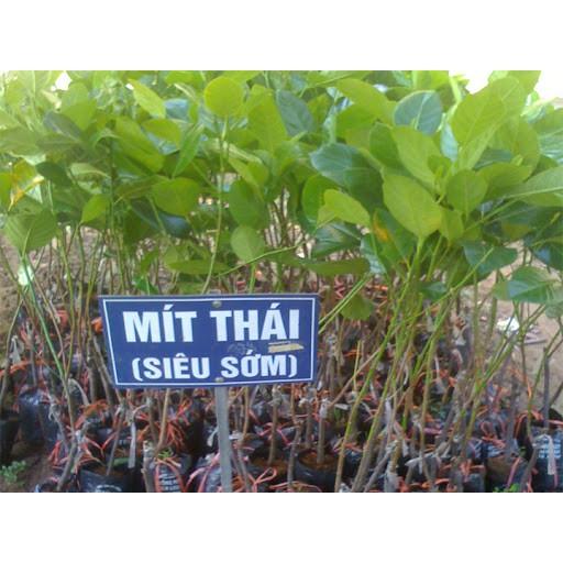 Cây mít thái siêu sớm