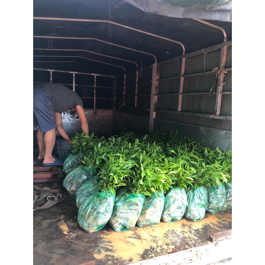 Cây Giống Trầm Hương