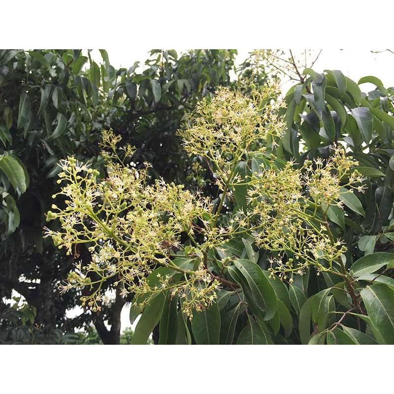 Phân bón lá NPK 15-30-15 kích ra hoa, cây khỏe mạnh hủ 100g