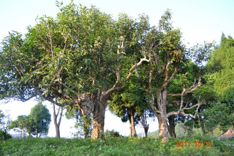 Hái những búp trà non từ cây trà cổ thụ cao lớn hơn 200 năm tuổi trên núi Tà Xùa, tỉnh Sơn La