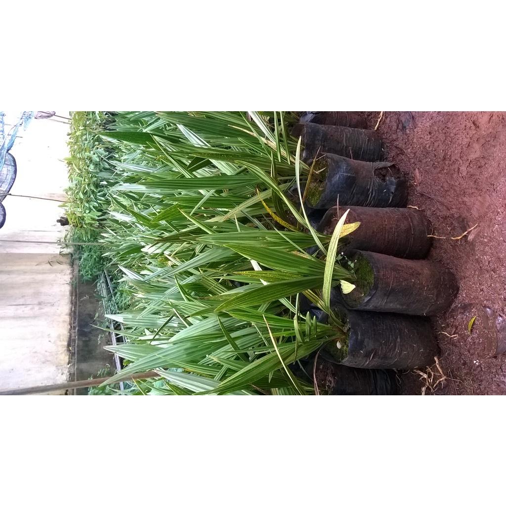 Cây giống Chà Là Ăn Trái QUẢ VÀNG NHƯ HÌNH ( Bầu to, bộ rễ siêu khỏe, ươm được 2 năm ].