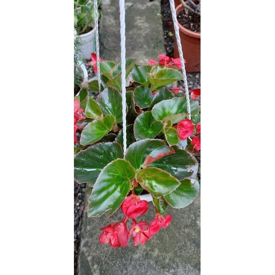 Hoa Hải Đường Nắng