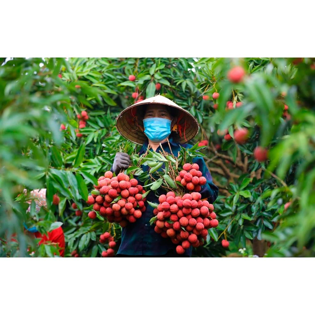 Cây giống Vải Thiều Lục Ngạn siêu trái.