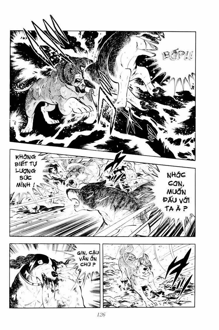 chú chó có nghĩa - ginga nagareboshi gin chapter 33 20
