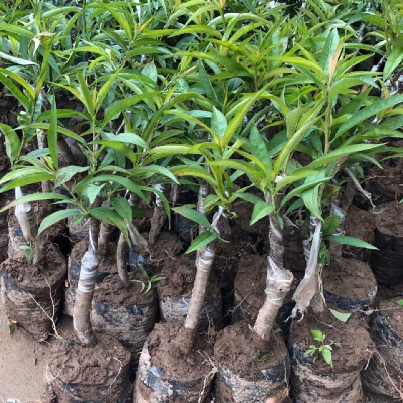 Cây đào bích, đào phai, đào trắng