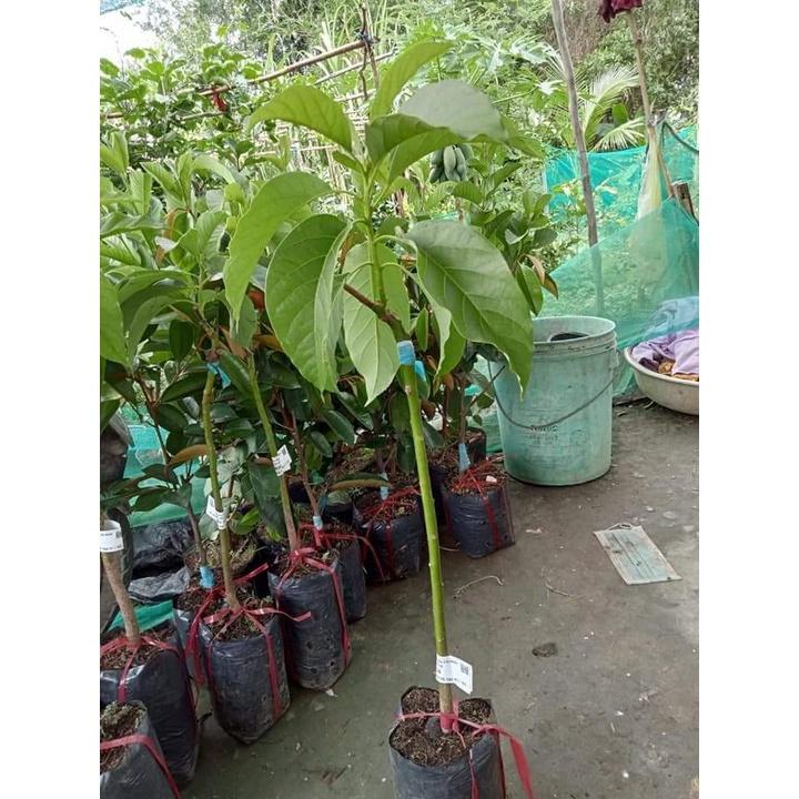 Cây giống bơ sáp daklak
