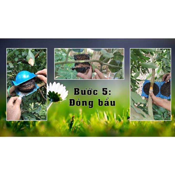 Bầu nhựa chiết cành, ươm cây thông minh kích thước 6cm