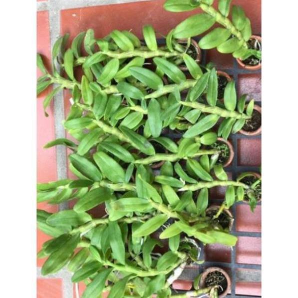 Phong lan trầm trắng hàng đài ki mập khỏe ấm chậu