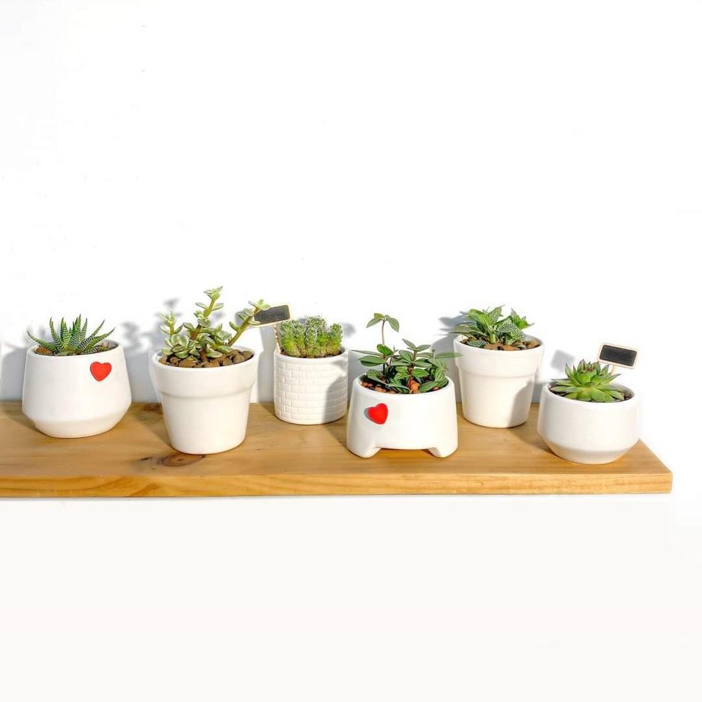 Set 3 thanh Kệ gỗ thông treo tường Giá gắn tường decor trang trí nhà cửa bền đẹp sâu 15 cm