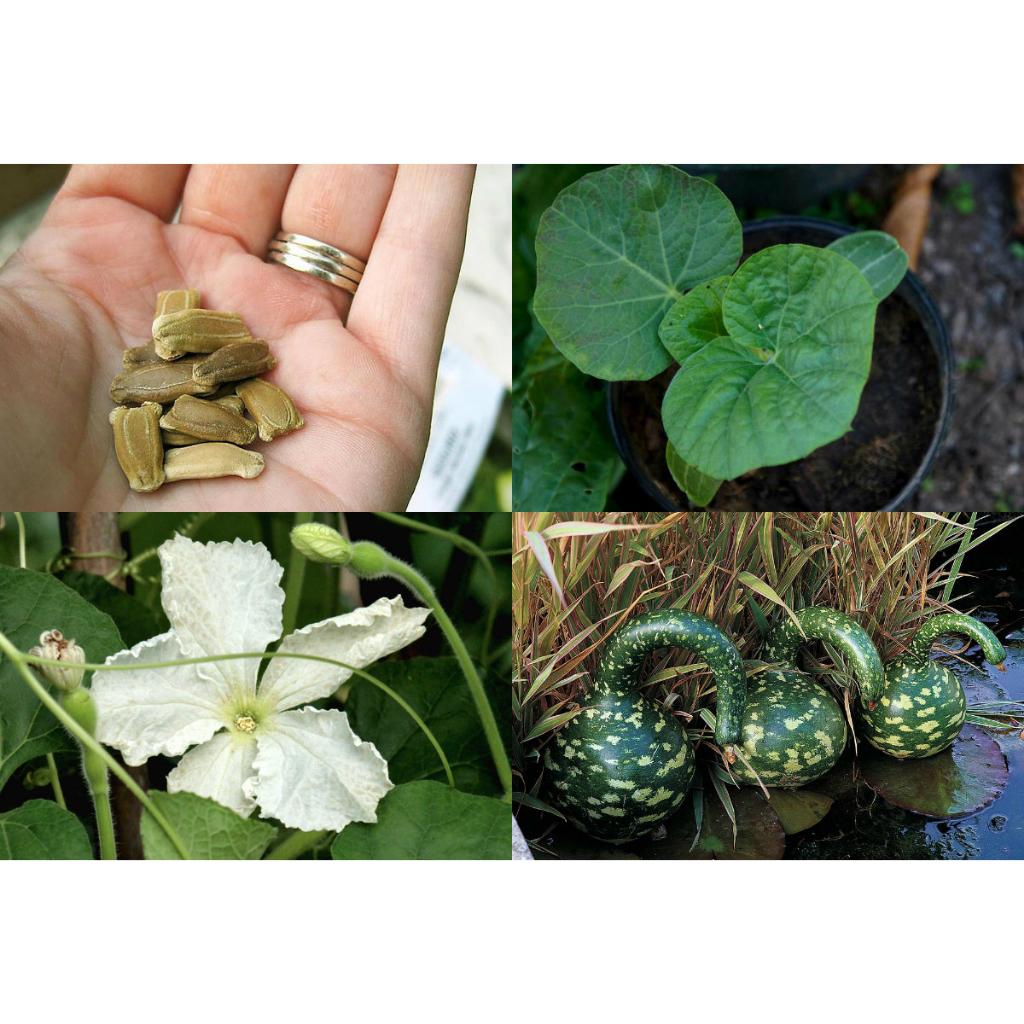 HạT GiốNg BầU Thiên Nga -