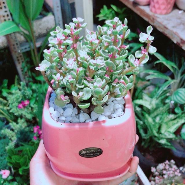 Chậu Đô La Hồng