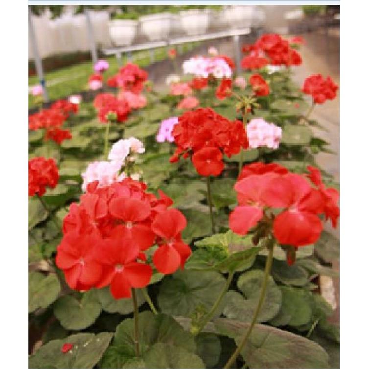 Hạt giống hoa Thiên Trúc Quỳ Mix 10 hạt/gói