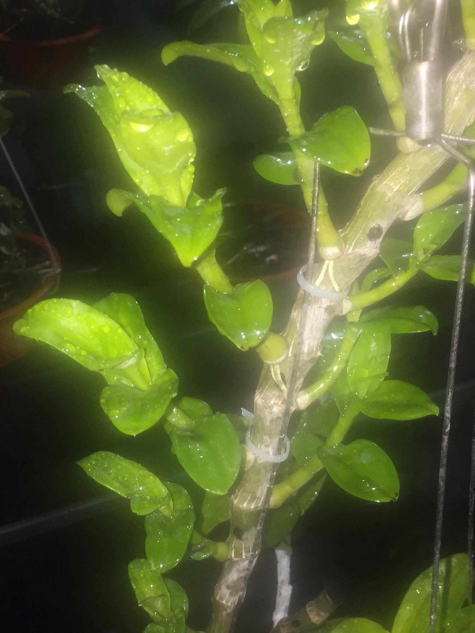 Phi điệp đột biến THÚY VÂN chuẩn giống cam kết chất lượng