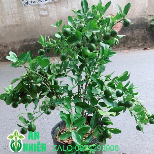 Cây Quất Sẵn Quả