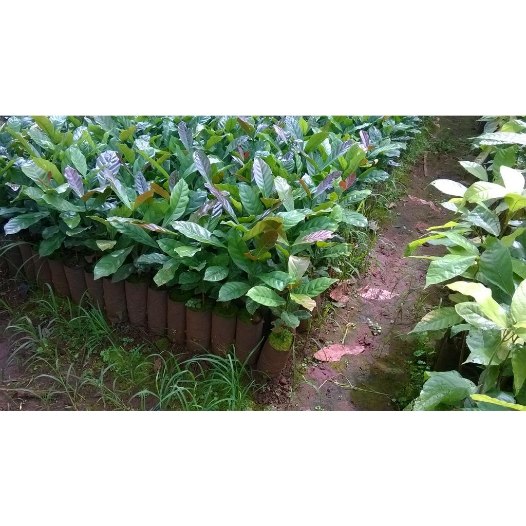 CÂY GIỐNG CÀ PHÊ XANH LÙN CAO SẢN.