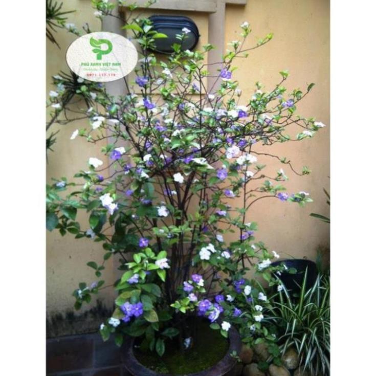 Hoa Nhài Nhật Hoa Đẹp, Dáng Cao, Nhiều Nhánh