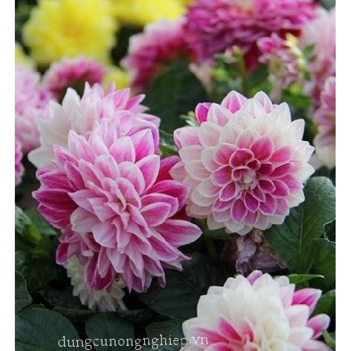 Hoa thược dược tổ ong Mix Màu - 1 gói 50 hạt