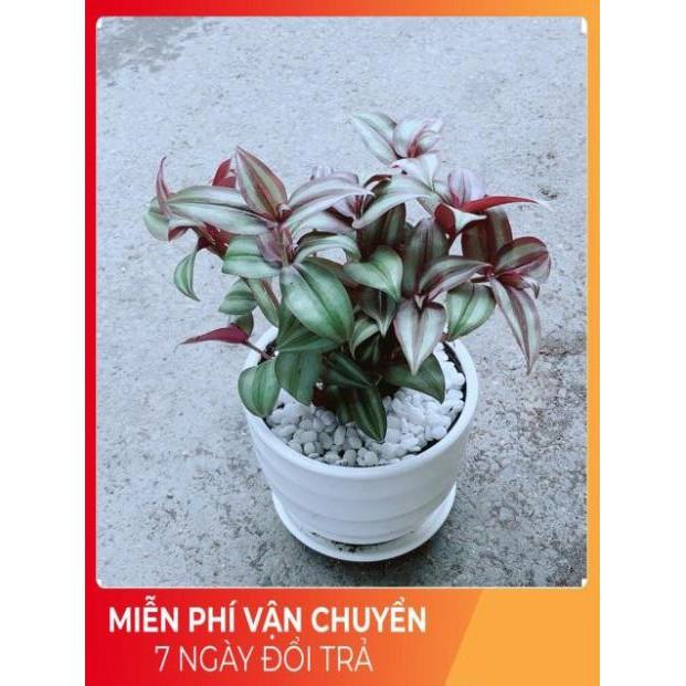 Chậu Thài Lài Tím