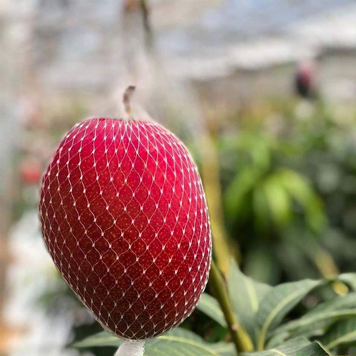 CÂY GIỐNG XOÀI ĐỎ Nhật BẢN GHÉP SIÊU SỚM