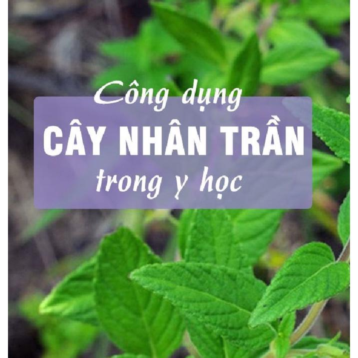 Hạt Giống Cây Nhân Trần ( cây dược liệu ) CT209 - Gói 1gram