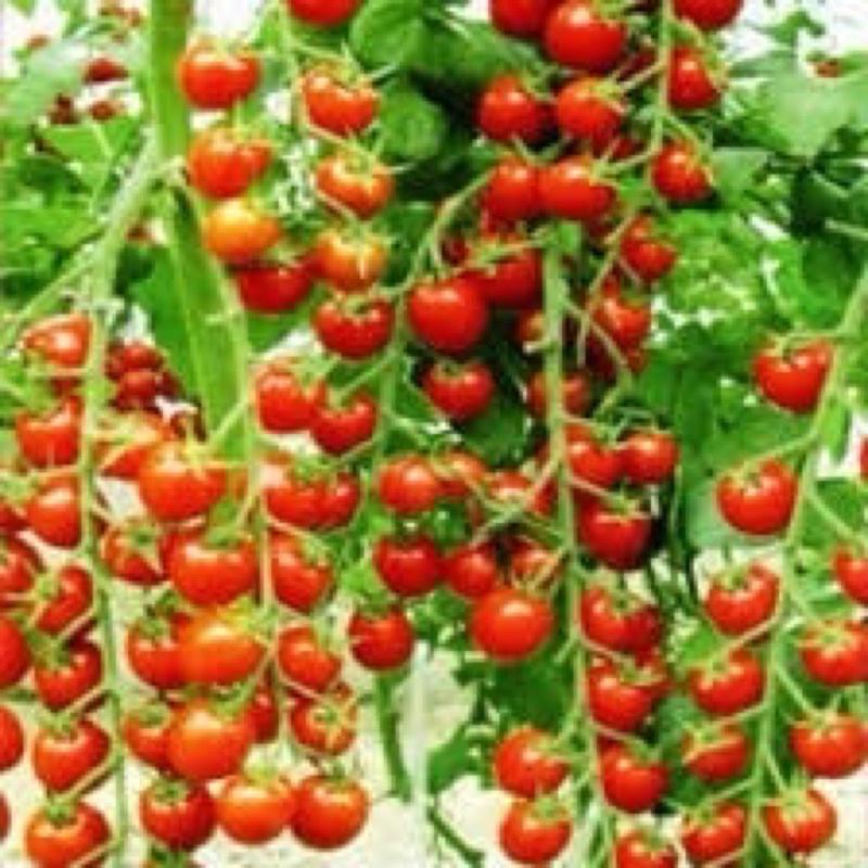 HẠT GIỐNG CÀ CHUA BI