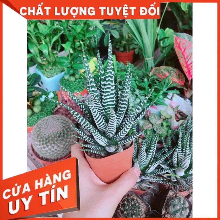 Chậu Móng Rồng Nhiều Người Mua