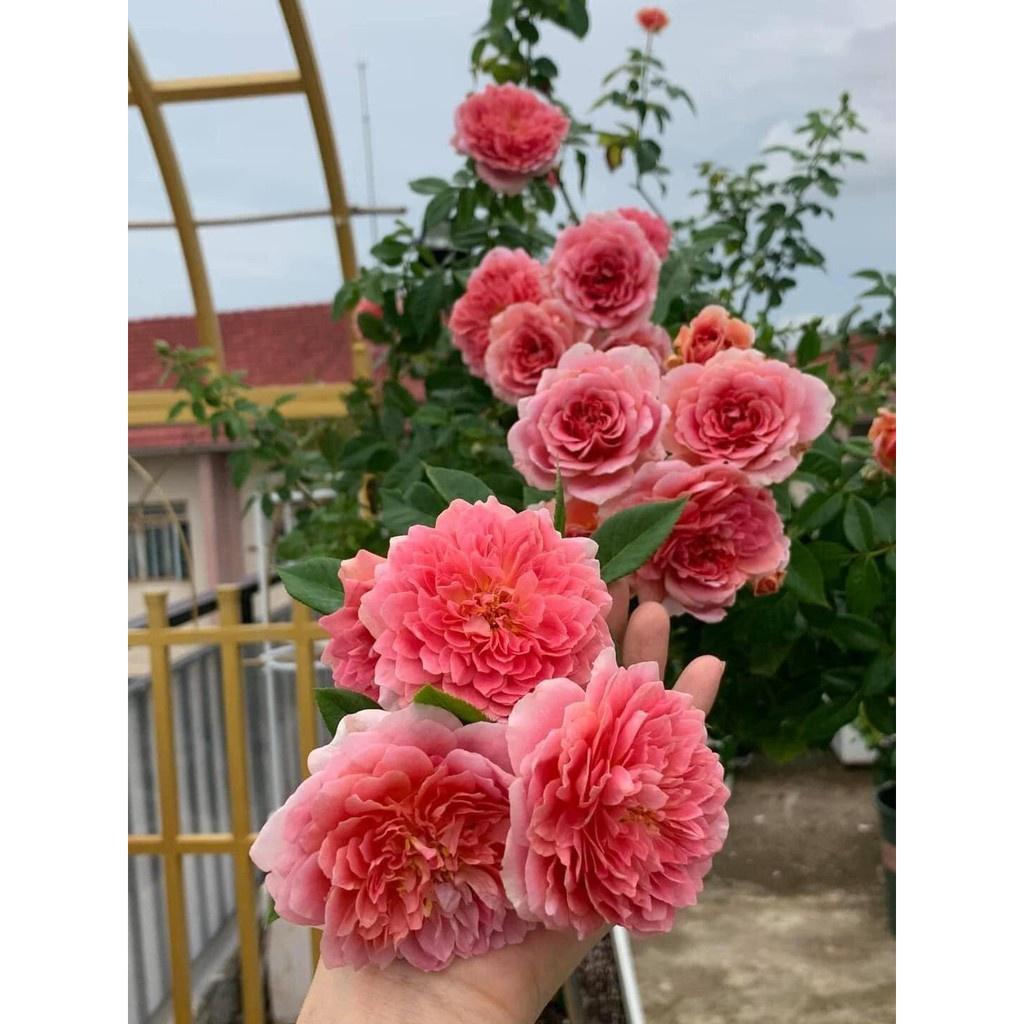 Hoa hồng ngoại Robe A La Francaise - Hoa hồng nguyên bản nhập ngoại