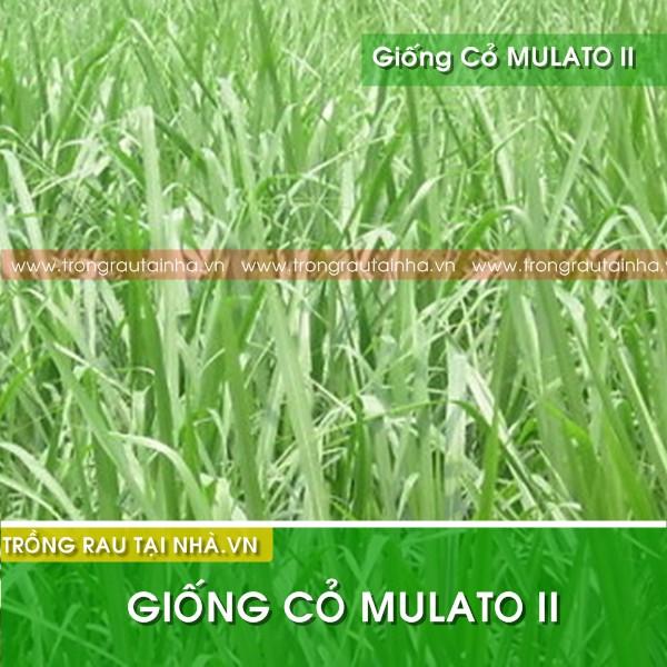 Hạt giống cỏ Mulato II - Cỏ Sả Dinh Dưỡng (gói 200g)