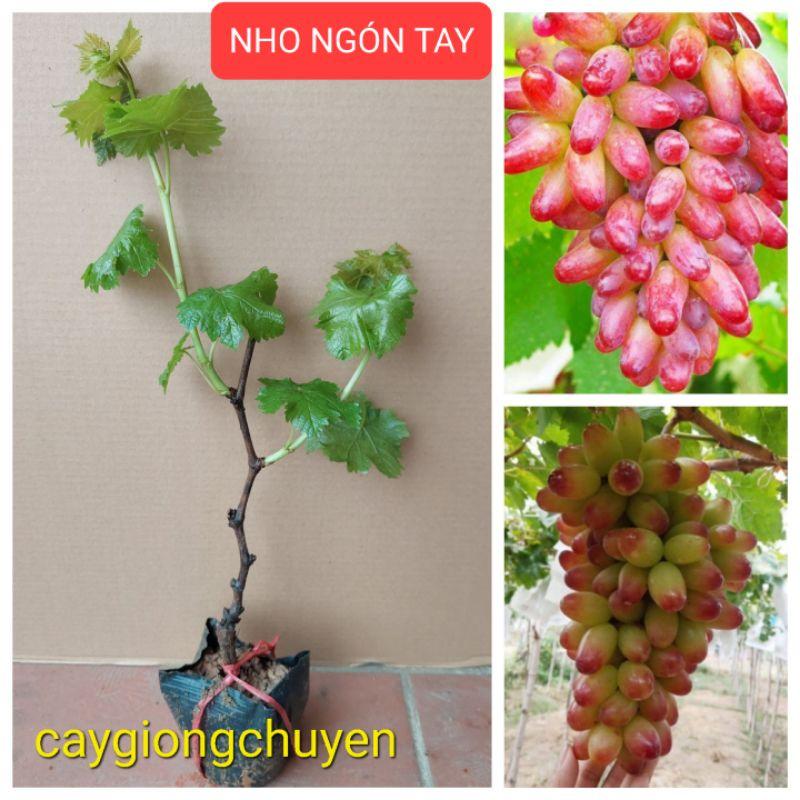 GIỐNG CÂY NHO NGÓN TAY KN30