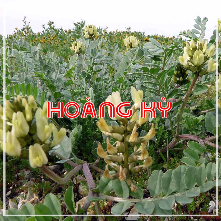 Hoàng kỳ vị thuốc bắc khô sạch đóng gói 1kg